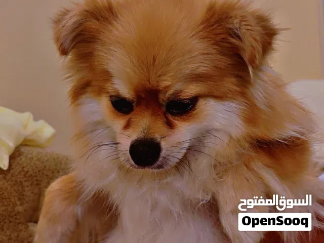 كلبه بومرينيان جميله ونشيطه