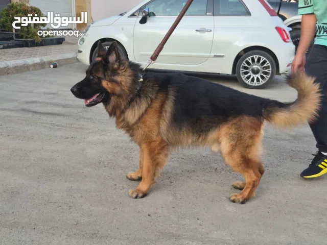 جيرمن شيبرد كلاب للبيع German Shepherd