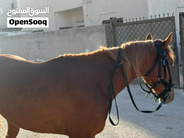 حصان عمره أربع سنوات