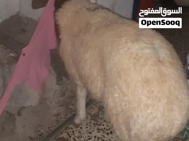 خروف للبيع