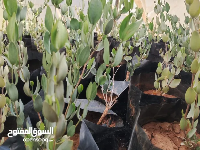 نبات الجوجوبا