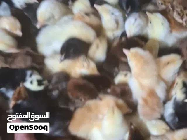 كتكوت عربي
