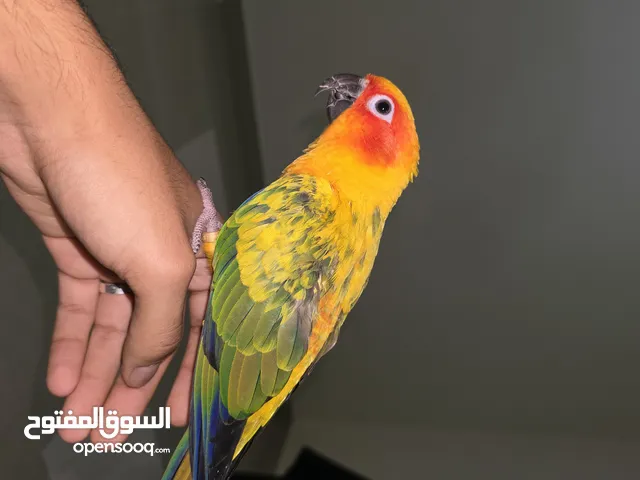 صن كنيور اليف جدا و لعوب للبيع لعدم التفرغ