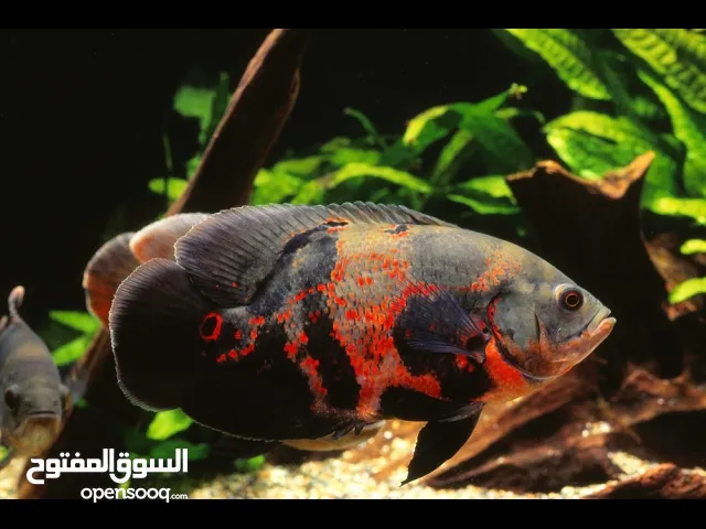 مطلوب سمك اوسكار احجام وسط صحه ونظافه