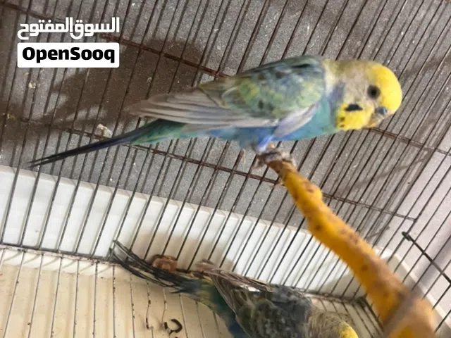 كوبيه رينبو