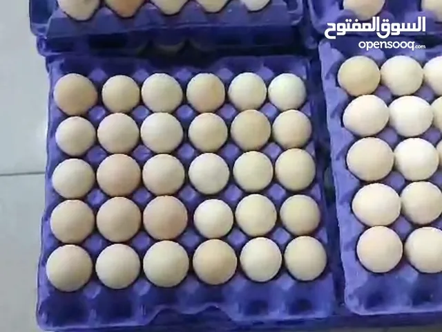 بيض بلدي متوفر