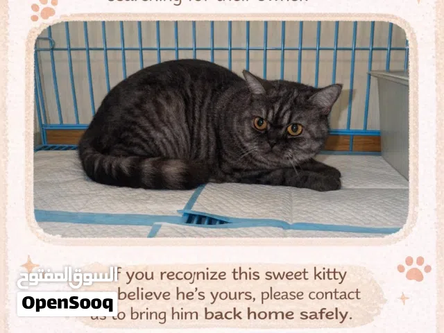 بريتيش شورت هير