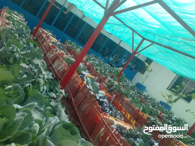 يتوفر لدينا للبيع احواض زراعيه فارغه للزراعه المنزليه على السطح بجودة زراعيه عاليه