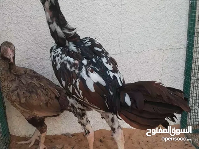 ديك باكستاني سندي للبيع