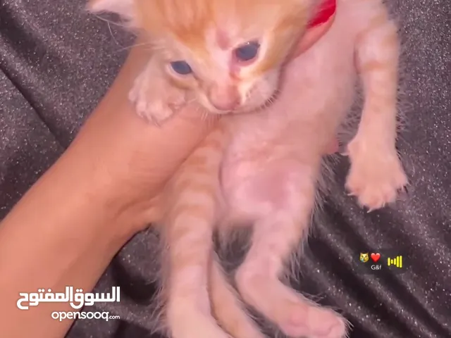 قطط شيرازية صغيرة للبيع