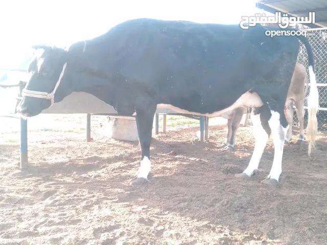 cow in Dubai