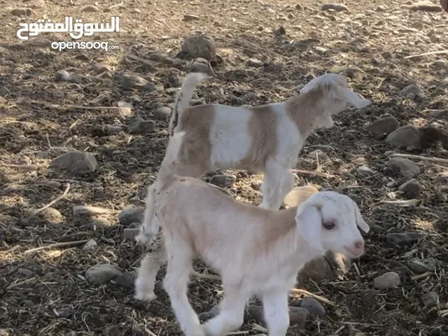 جدايه مذايير رحبيات