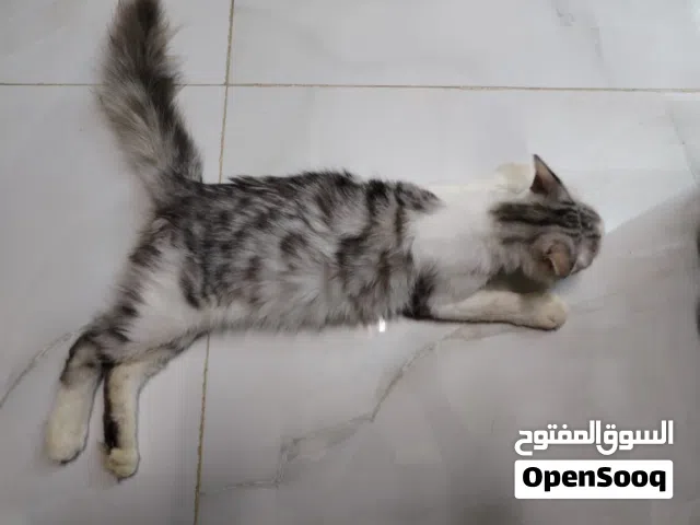 قط بشعر جميل للتبني