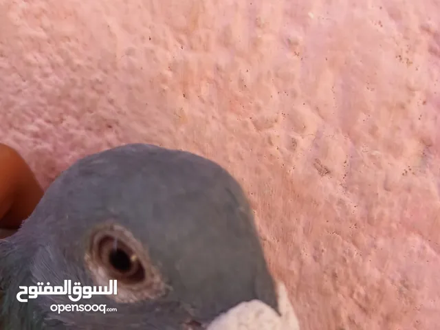 زاجل محجل لبيع السعر ب5 حلو نضيف