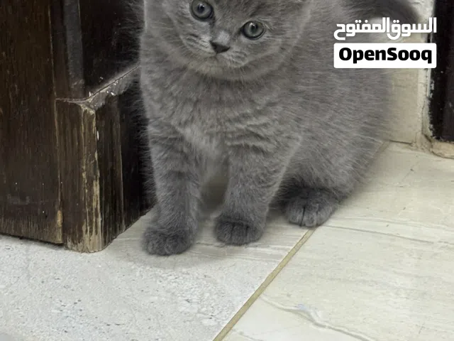 قطط ذكر و أنثى العمر : شهرين برتش 130 الواحد للجدين فقط