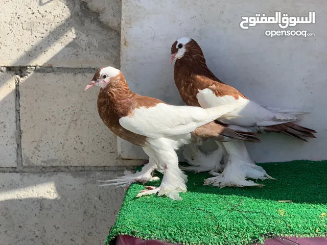 منافيخ جامبو قصه حمرا