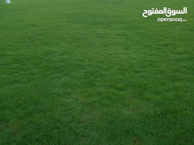 معشب طبيعي امريكي و برمودا