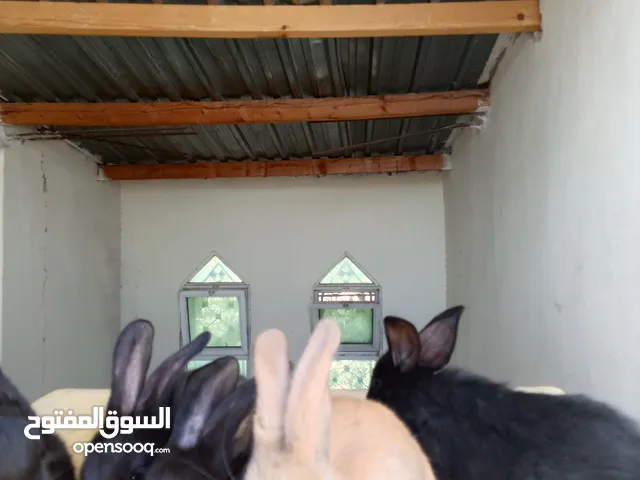 ارانب بابيون