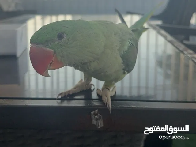  نيبالي ذكر اليف عمره سنة