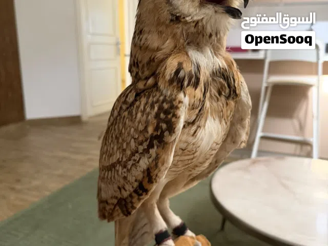 بومه نسريه اليفه بس فيها خوف