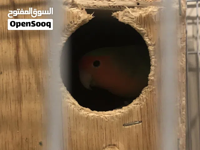 طير روز زوج منتجه