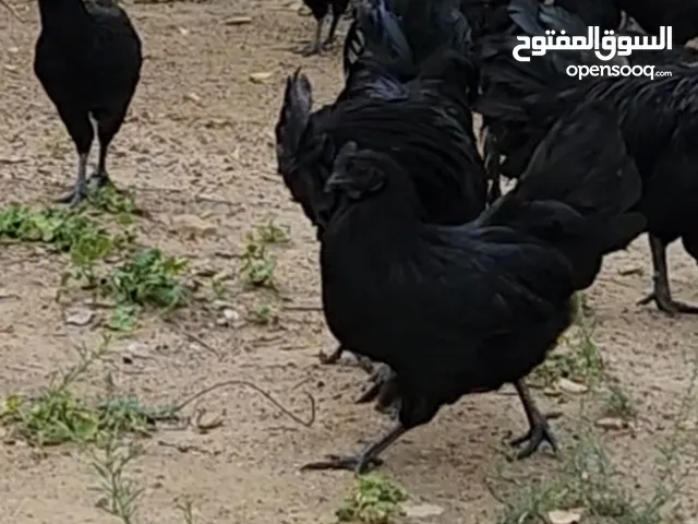 Gulf Cemani Chicken