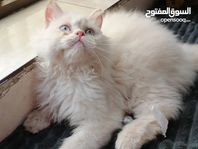 انثى هيمالايا اورنج بلو ايز نظيفة وأليفه العمر 4 اشهر ونص صحتها ممتازه ودبدوبة