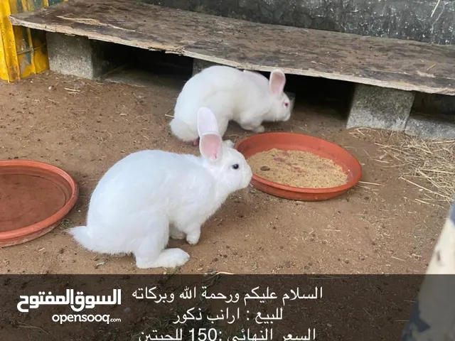 ارانب عدد ثنين اذكور اليفات وصحتهن ممتازه