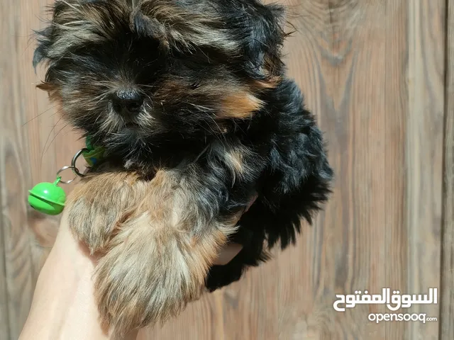 ميني يورك شاير
