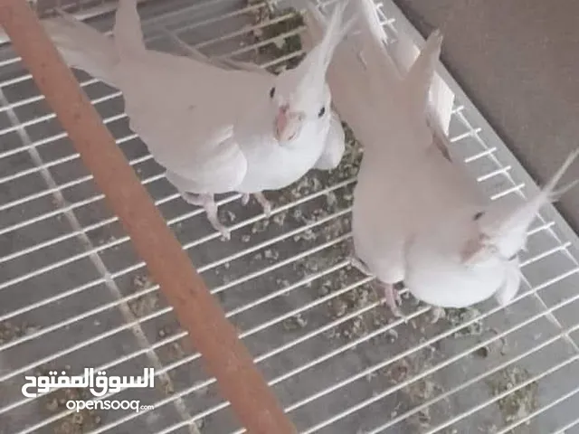 كوكتيل البينو عين حمرا