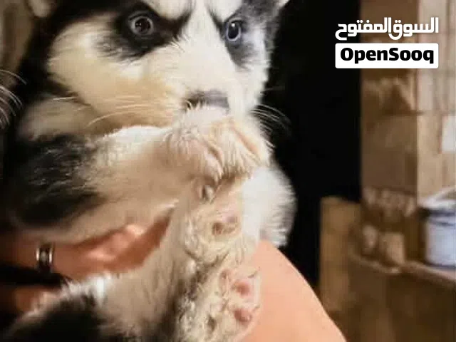 جراء هاسكي مالموت اسود وابيض حر