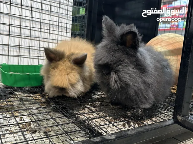 ارانب إنغورا لونج هير كمية اللطافة الي فيهم خيالية