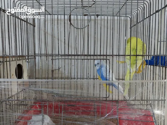 طيور حب للبيع