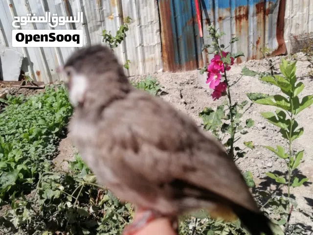 اقرة الوصف بلبل الذيل نص ستوة بلش يغرد البلبل حلو ياكل من اليد