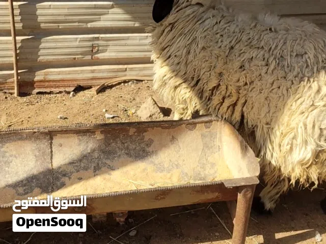 نعجه خشنه تنفع كصابه وتنفع جني