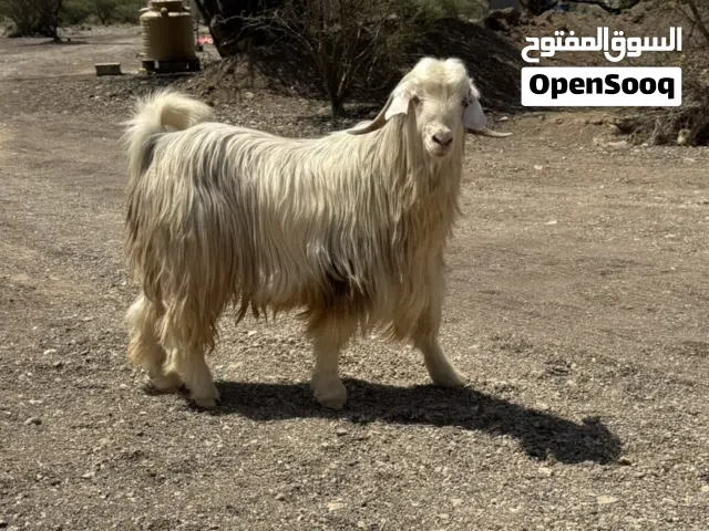 تيس مامخصاي