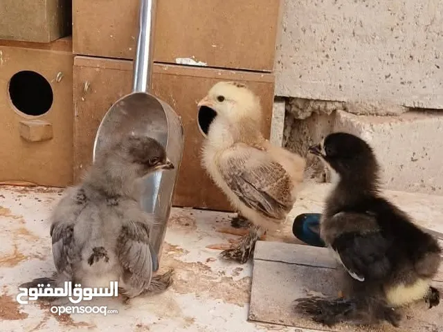 صيصان براهما كلومبي من اهالي دبل جامبو