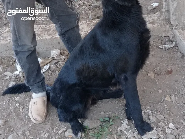 كلبة جيرمن شيبرد بلاك عمر 18 شهر حراسه