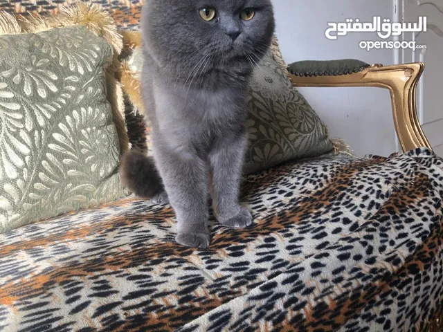 ذكر بريتش للتزاوج