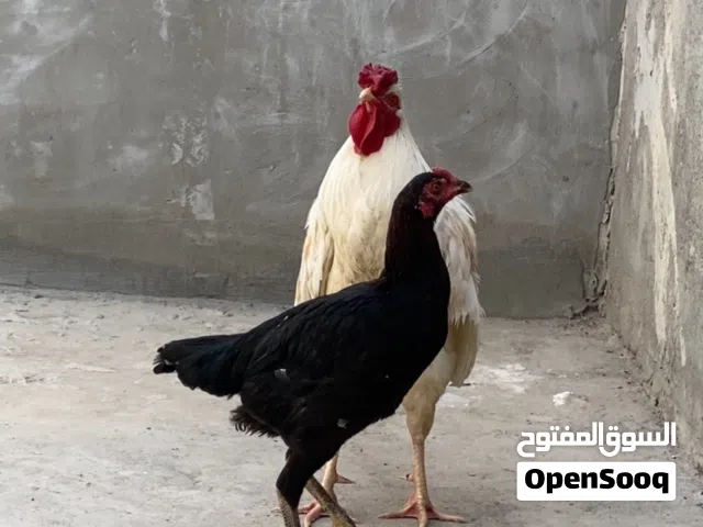 ديج ودجاجه الدجاجه متركه