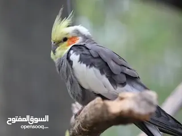 مطلوب اقرأ الوصف