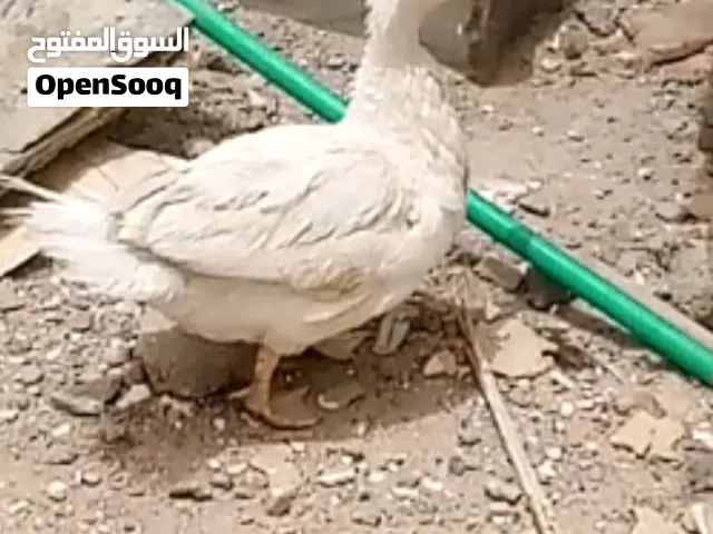 اغاني الوصف