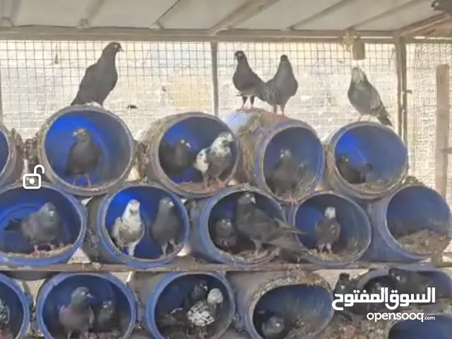 حمام كويتي قلب مع لوت