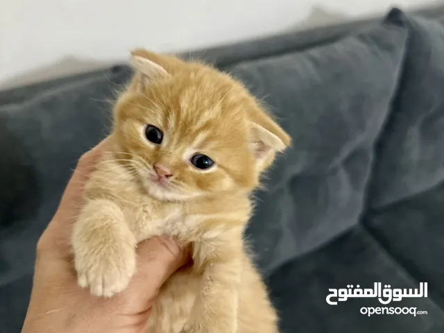 Scottish fold and straight,male and female