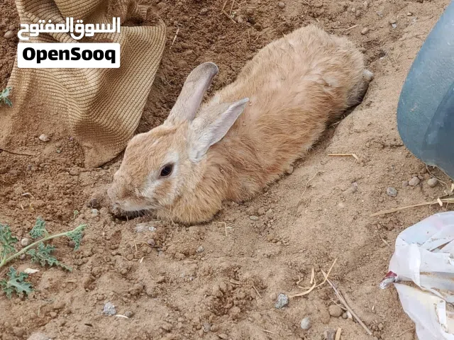 ارانب للبيع ( ذكور )
