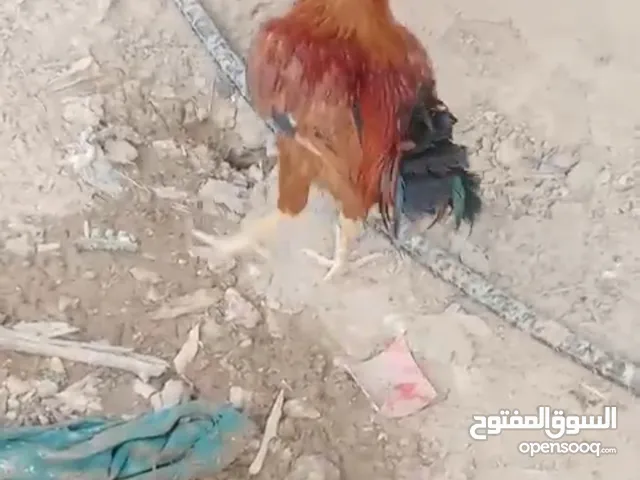 دجاج عرب اصلي 3