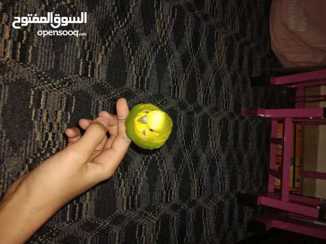 بادجي اليف للبيع