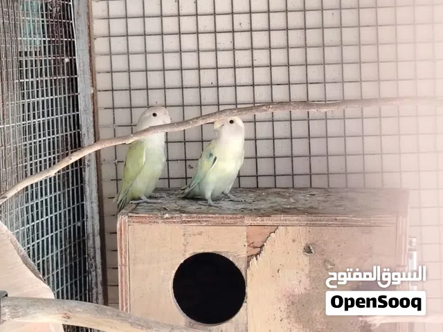 زوج روز ويتوفر سمان صيني