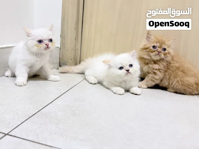 قطط كيتين ..همالايا اورنج.. عمر 55 يوم  تبارك الله صحه وجمال Himalayan orange kittens  age. 55 days