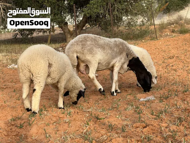 نعجه متاومه تحتها زوز خرفان ربي يبارك